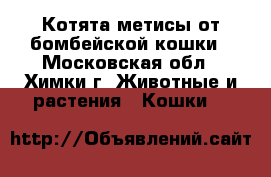 Котята метисы от бомбейской кошки - Московская обл., Химки г. Животные и растения » Кошки   